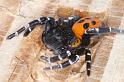 Eresus_sandaliatus_D3034_Z_84_NP De Hoge Veluwe_Nederland